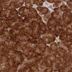 Anti-MRPL52 antibody produced in rabbit 