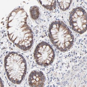 Anti-MRPL58 antibody produced in rabbit 