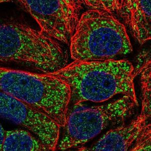 Anti-MRPS11 antibody produced in rabbit 