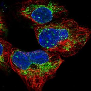 Anti-MRPS14 antibody produced in rabbit 