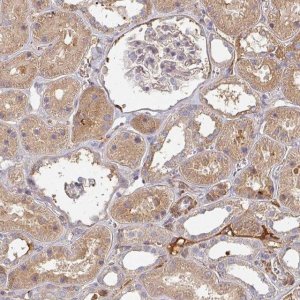 Anti-MRPS17 antibody produced in rabbit 