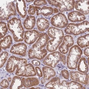 Anti-MRPS18C antibody produced in rabbit 