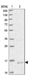 Anti-MRPS18C antibody produced in rabbit 