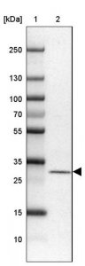 Anti-MRPS2 antibody produced in rabbit HPA057261-100UL