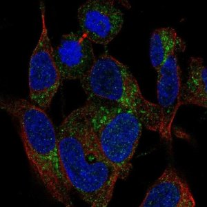 Anti-MRPS21 antibody produced in rabbit 