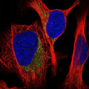 Anti-MRPS26 antibody produced in rabbit HPA054610-100UL