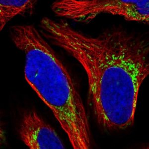 Anti-MRPS28 antibody produced in rabbit 