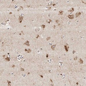 Anti-MRPS33 antibody produced in rabbit 