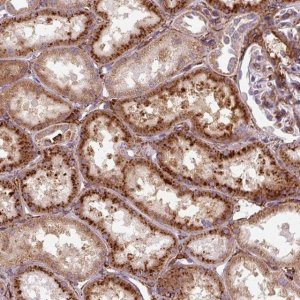 Anti-MRPS5 antibody produced in rabbit 
