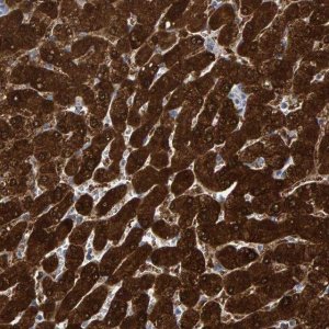 Anti-MRPS7 antibody produced in rabbit 