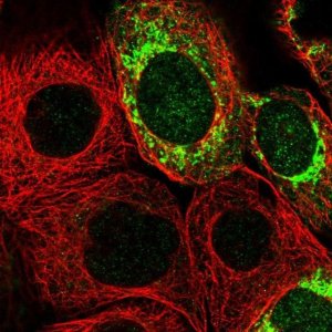 Anti-MRPS7 antibody produced in rabbit 