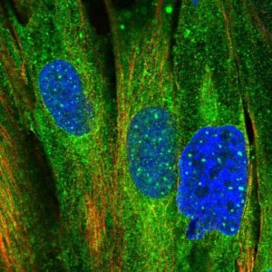 Anti-MRVI1 antibody produced in rabbit 