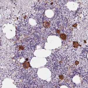 Anti-MS4A13 antibody produced in rabbit 