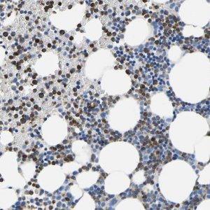 Anti-MS4A3 antibody produced in rabbit 