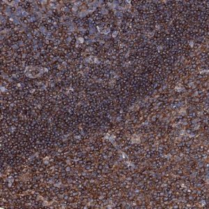 Anti-MS4A4E antibody produced in rabbit 