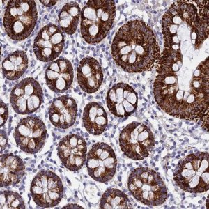 Anti-MS4A5 antibody produced in rabbit 