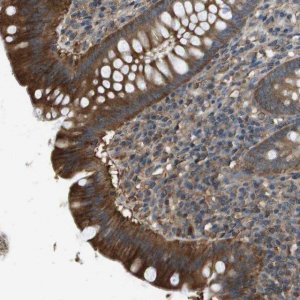 Anti-MS4A7 antibody produced in rabbit 