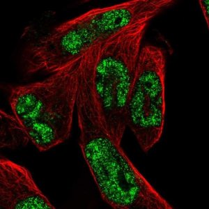 Anti-MSANTD3 antibody produced in rabbit 