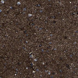 Anti-MSANTD4 antibody produced in rabbit 