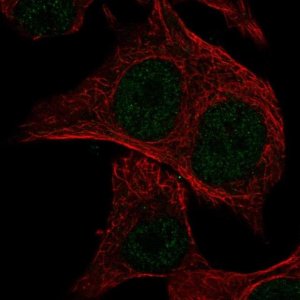 Anti-MSC antibody produced in rabbit 