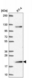 Anti-MSC antibody produced in rabbit 