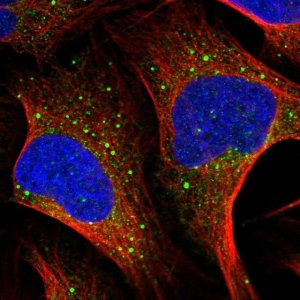 Anti-MSH5 antibody produced in rabbit 