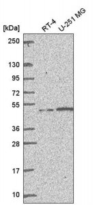 Anti-MSH5 antibody produced in rabbit 