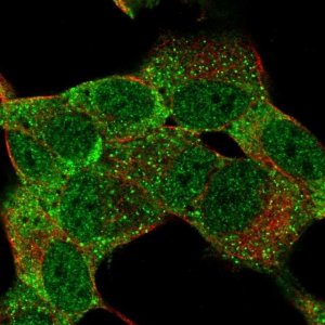 Anti-MSI1 antibody produced in rabbit 