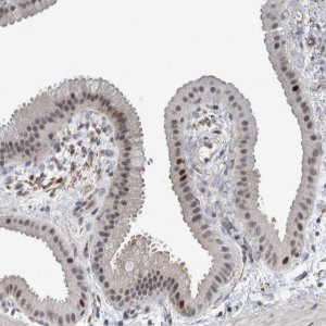 Anti-MSL1 antibody produced in rabbit 