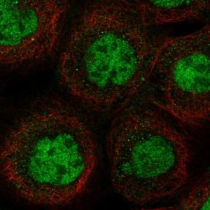 Anti-MSL1 antibody produced in rabbit 