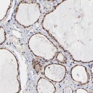 Anti-MSL2 antibody produced in rabbit 