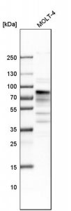 Anti-MSL2 antibody produced in rabbit 