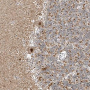 Anti-MSL3 antibody produced in rabbit 