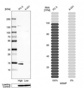 Anti-MSMP antibody produced in rabbit 