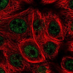 Anti-MSRB1 antibody produced in rabbit 