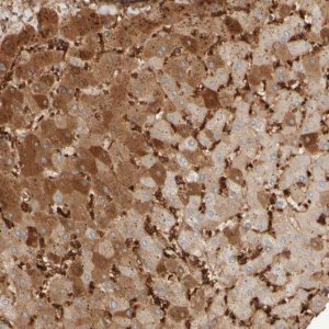 Anti-MST1 antibody produced in rabbit 