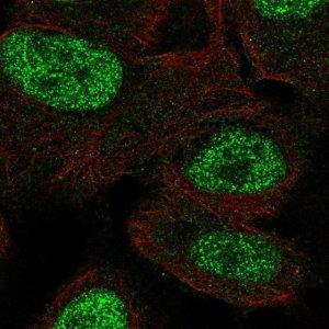 Anti-MSX1 antibody produced in rabbit 