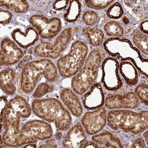 Anti-MT-CO1 antibody produced in rabbit 
