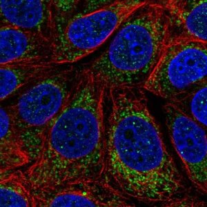 Anti-MT-CYB antibody produced in rabbit 