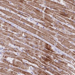 Anti-MT-ND4 antibody produced in rabbit 