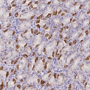 Anti-MT-ND4 antibody produced in rabbit 