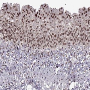 Anti-MT1E antibody produced in rabbit 