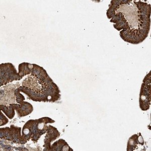 Anti-MTCH1 antibody produced in rabbit 
