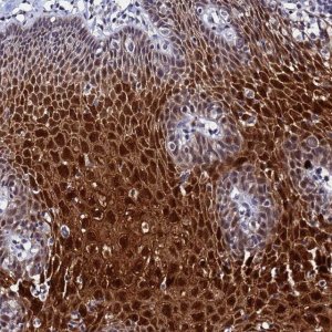 Anti-MTCL1 antibody produced in rabbit 