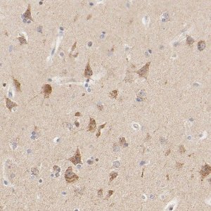 Anti-MTERF2 antibody produced in rabbit 