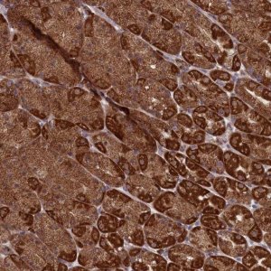 Anti-MTFMT antibody produced in rabbit 