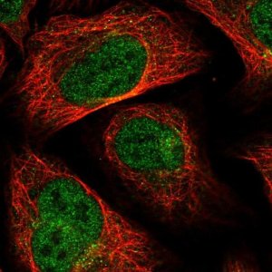 Anti-MTFMT antibody produced in rabbit 