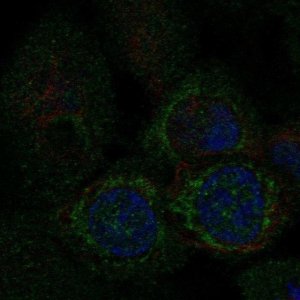 Anti-MTFP1 antibody produced in rabbit 