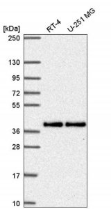 Anti-MTFR1 antibody produced in rabbit 
