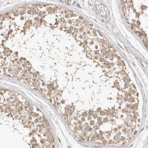 Anti-MTFR2 antibody produced in rabbit 